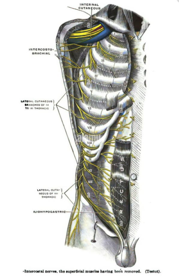 Labelled diagram of the intercostal muscles.